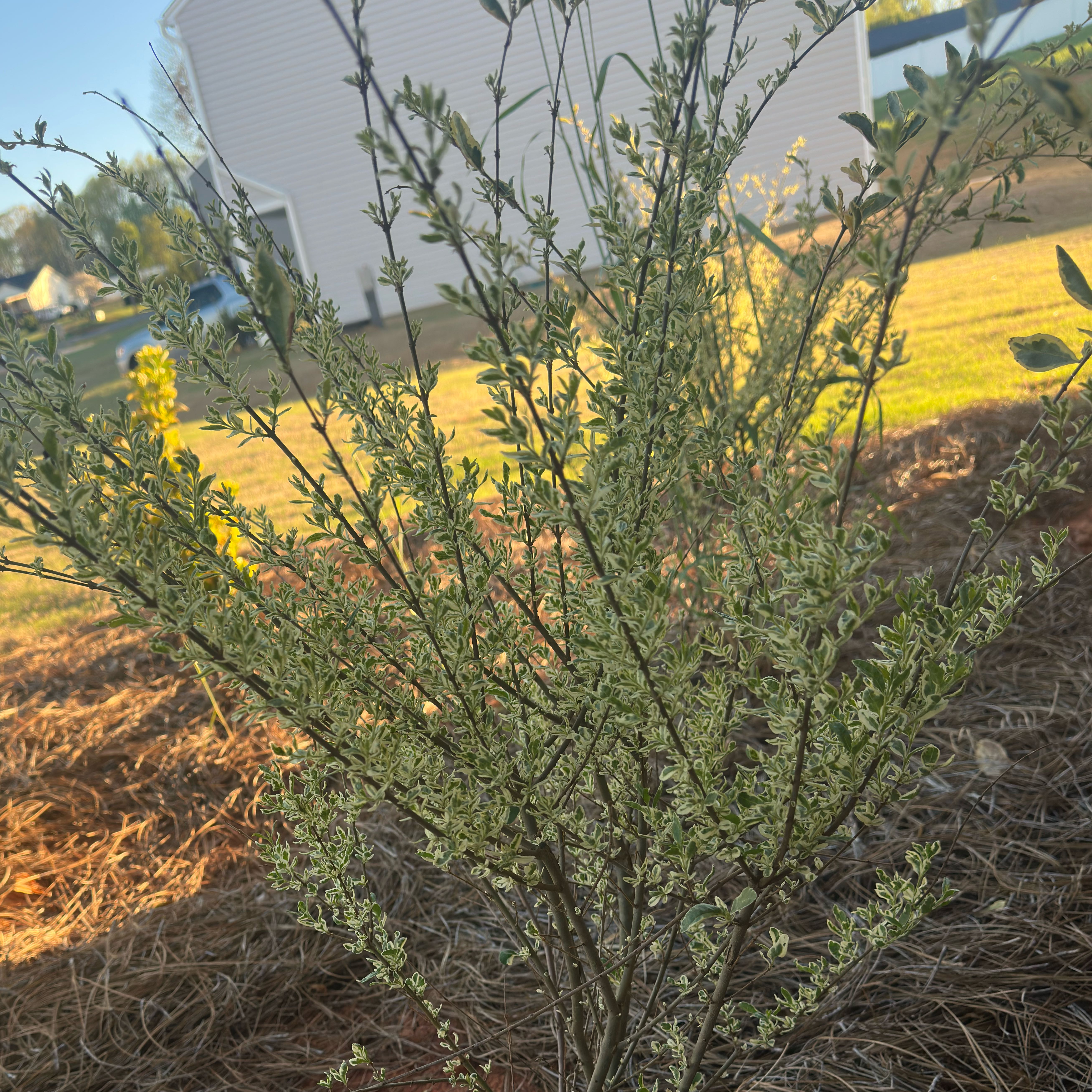 Photo of the plant species Broom by @CompleteLemon80 named Walt on Greg, the plant care app