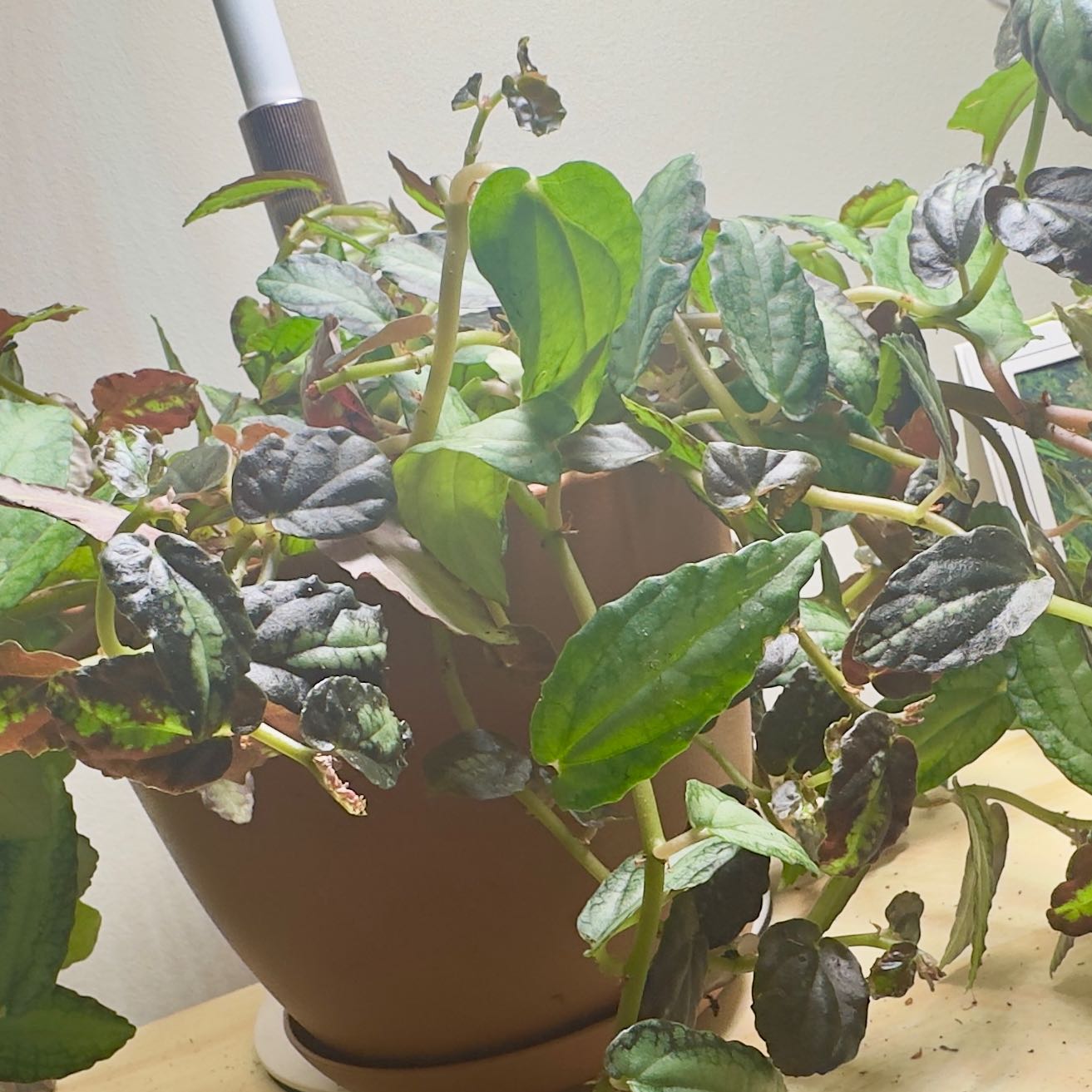 Photo of the plant species Begonia by @CompleteLemon80 named Wall-E on Greg, the plant care app