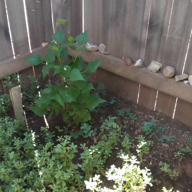 Photo of the plant species Redcardinal by @SirTanekaha69 named Denali on Greg, the plant care app