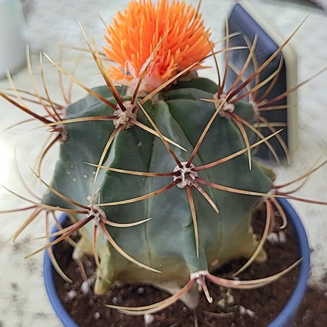 Photo of the plant species Emory's Barrel Cactus by @SultryChards98 named Captain Plant-it on Greg, the plant care app