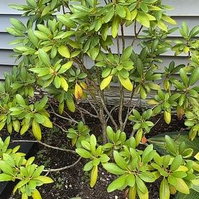 Photo of the plant species Pacific Rhododendron by @BabySunstar64 named Robert Plant on Greg, the plant care app