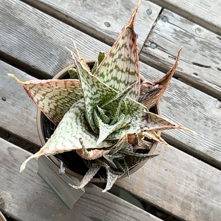 Photo of the plant species Aloe 'Delta Lights' by @MaestroAster32 named Delta on Greg, the plant care app