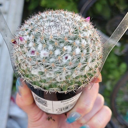 Photo of the plant species Mammillaria albilanata by @HandyCorkoak42 named Planty on Greg, the plant care app