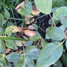 Photo of the plant species Arctic Rose by @BigMarjoram88 named Sanders on Greg, the plant care app
