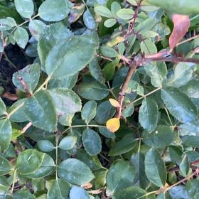 Photo of the plant species Evergreen Rose by @BigMarjoram88 named Elle on Greg, the plant care app
