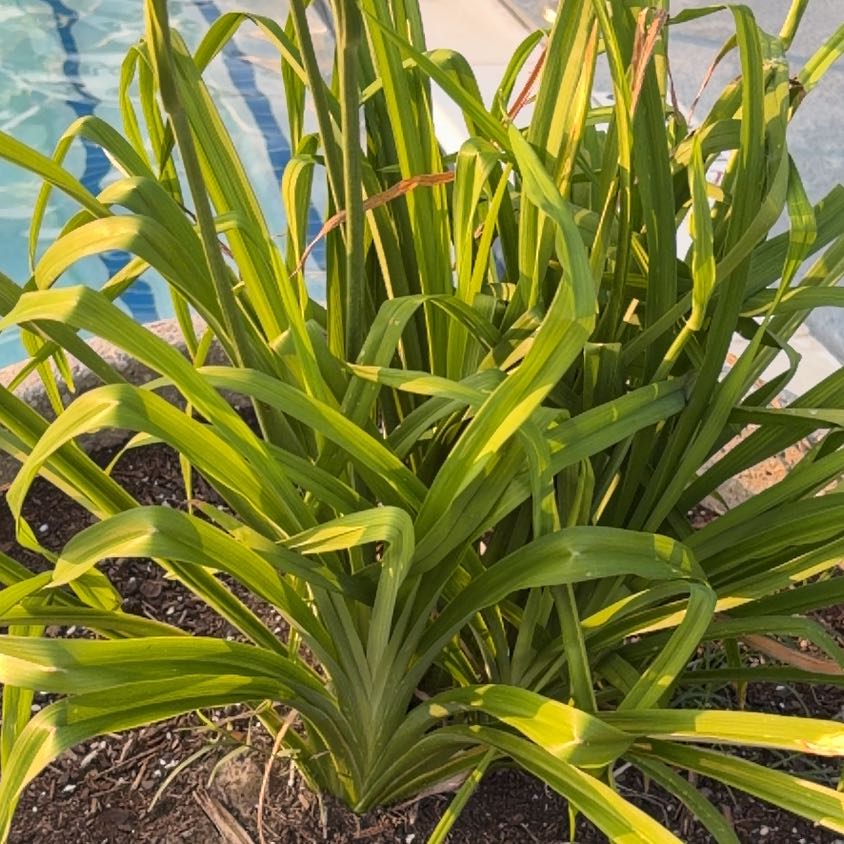 Photo of the plant species Yellow Iris by @TryKaro73 named Austen on Greg, the plant care app