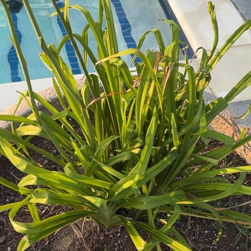 Photo of the plant species Blue Lily by @TryKaro73 named Rihanna on Greg, the plant care app