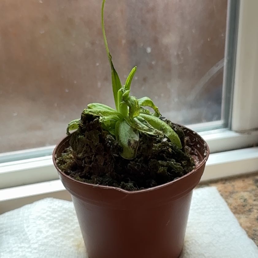 Photo of the plant species Common Butterwort by @FamedQuince27 named Wall-E on Greg, the plant care app