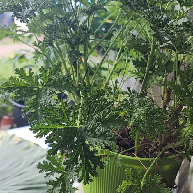 Photo of the plant species Citronella (anti-mosquito plant) by @ExecSpiderman84 named Dax on Greg, the plant care app