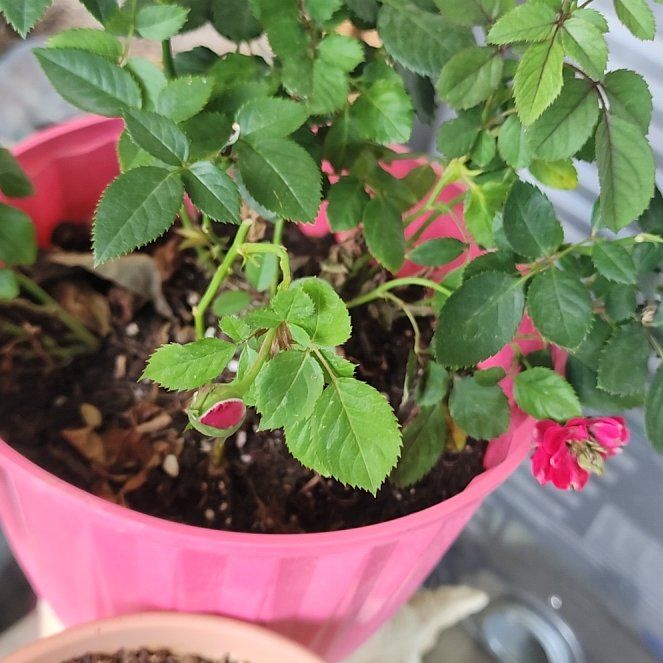 Photo of the plant species Alpine Rose by @ExecSpiderman84 named Stella on Greg, the plant care app