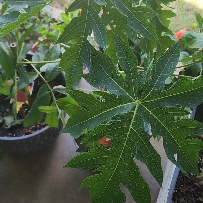 Photo of the plant species Papaya by @ExecSpiderman84 named Winston on Greg, the plant care app