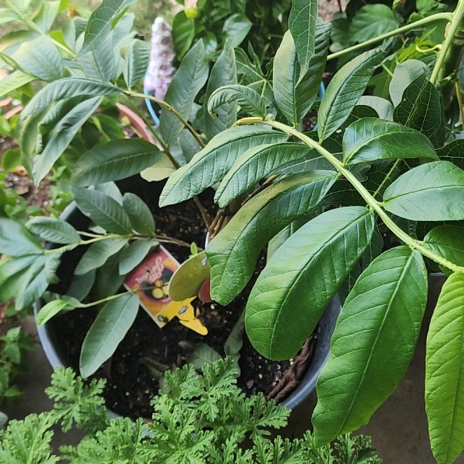 Photo of the plant species Guava Tree by @ExecSpiderman84 named Cleopatra on Greg, the plant care app
