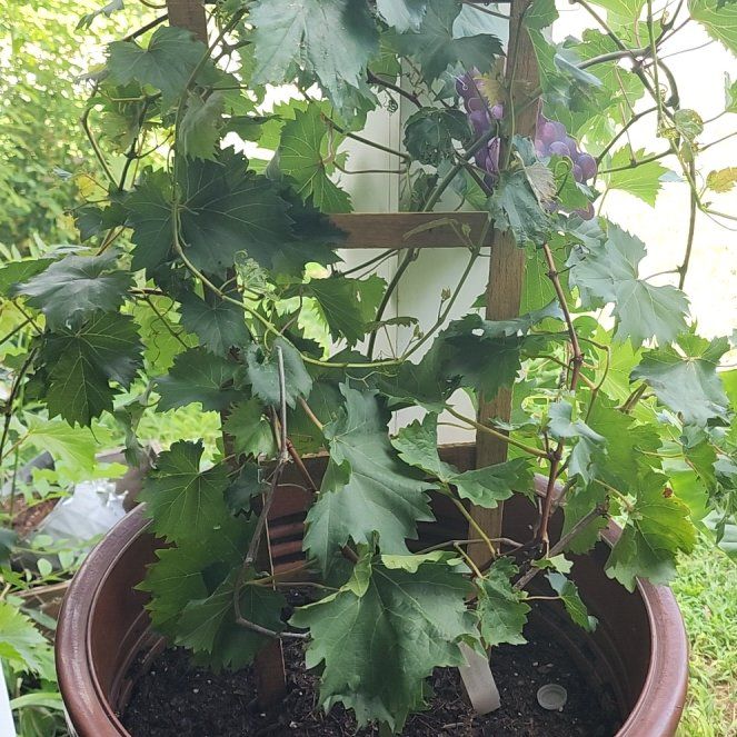 Photo of the plant species Wine Grape by @ExecSpiderman84 named Orlando Bloom on Greg, the plant care app