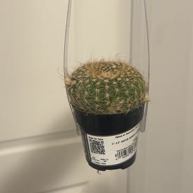 Photo of the plant species Cinnamon Cactus by @HeirStinkhorn26 named Grumumma on Greg, the plant care app