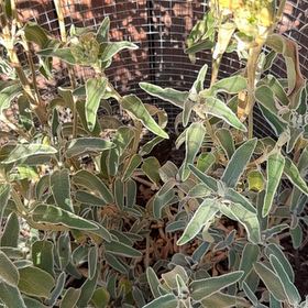Photo of the plant species Jerusalem Sage by @ClementPurei89 named Orwell on Greg, the plant care app