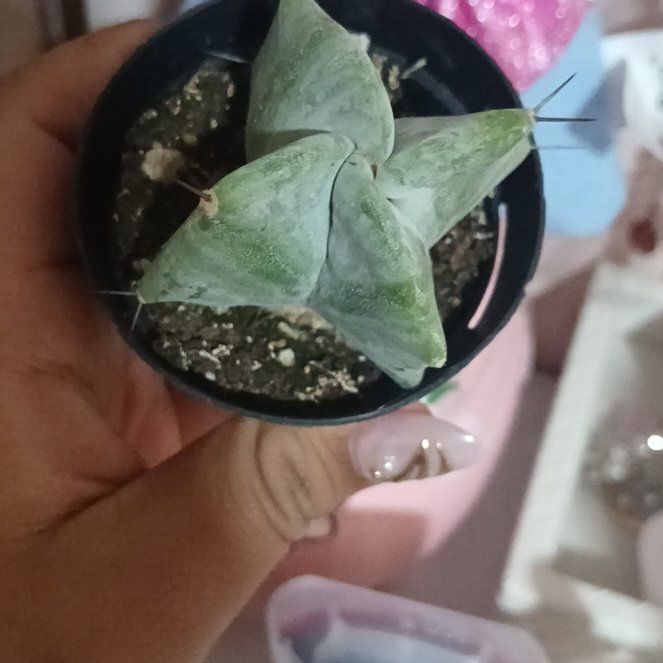 Photo of the plant species Gray Ghost Organ Pipe by @TrueOkra83 named Einstein on Greg, the plant care app