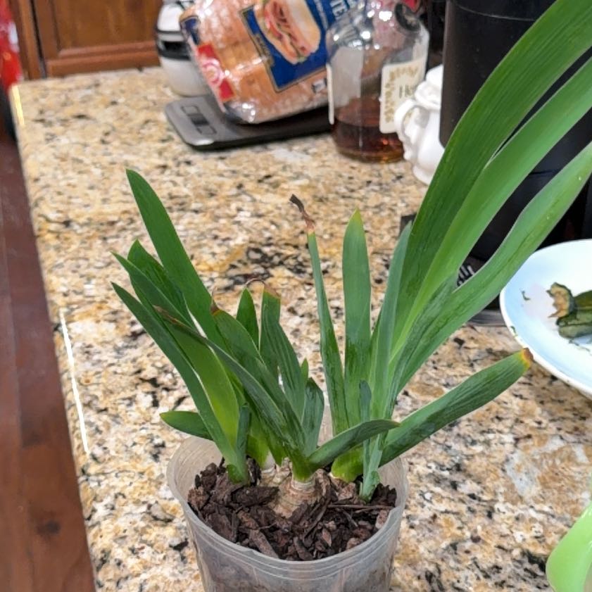 Photo of the plant species Blackberry Lily by @AlwaysHaworthia named Taylor Swift on Greg, the plant care app