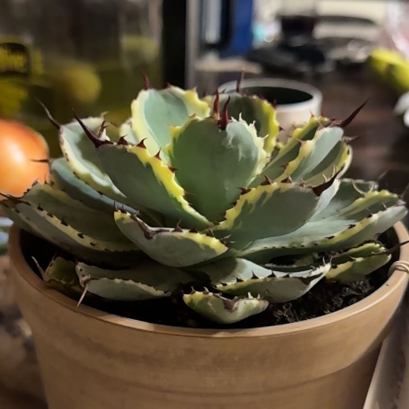 Photo of the plant species Agave 'Kissho Kan' by @SleekChaya59 named Taylor Swift on Greg, the plant care app