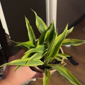 Photo of the plant species Madagascar Dragon Tree by @ThrivingRedhill named Kobe on Greg, the plant care app