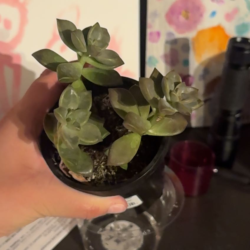 Photo of the plant species Graptosedum 'Vera Higgins' by @ThrivingRedhill named Bruce Lee on Greg, the plant care app