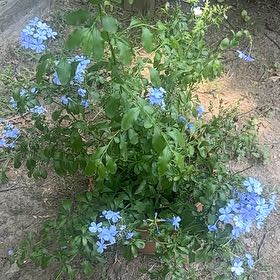 Photo of the plant species Blue Plumbago by @UnusualZinnia40 named Muhammad Ali on Greg, the plant care app