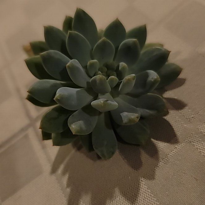 Photo of the plant species Sedeveria 'Blue Elf' by @TutorMountain99 named Drake on Greg, the plant care app