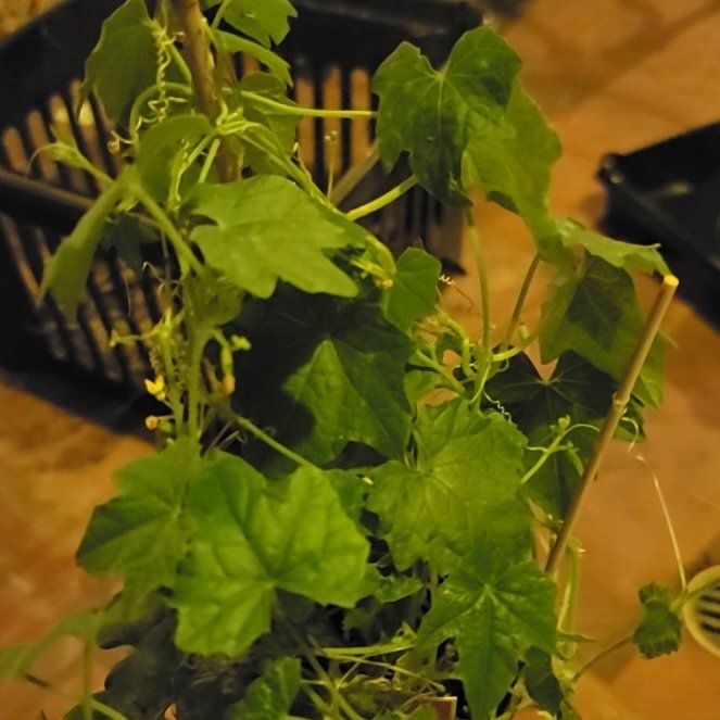 Photo of the plant species Cucamelon by @TutorMountain99 named Doja Cat on Greg, the plant care app