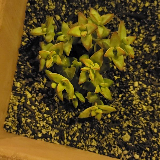 Photo of the plant species Crassula rupestris 'High Voltage' by @TutorMountain99 named Robert Plant on Greg, the plant care app