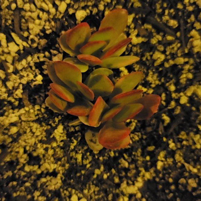 Photo of the plant species Pink Jade by @TutorMountain99 named Luna on Greg, the plant care app