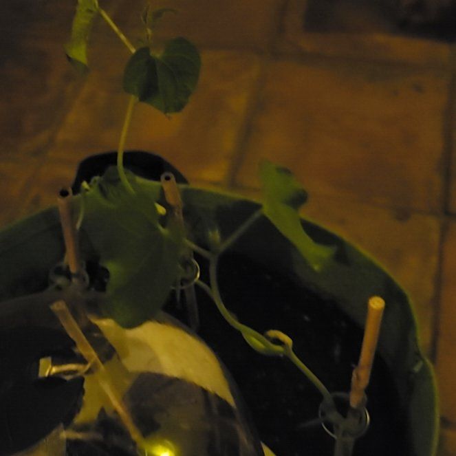 Photo of the plant species Bush Bean by @TutorMountain99 named Captain Plant-it on Greg, the plant care app