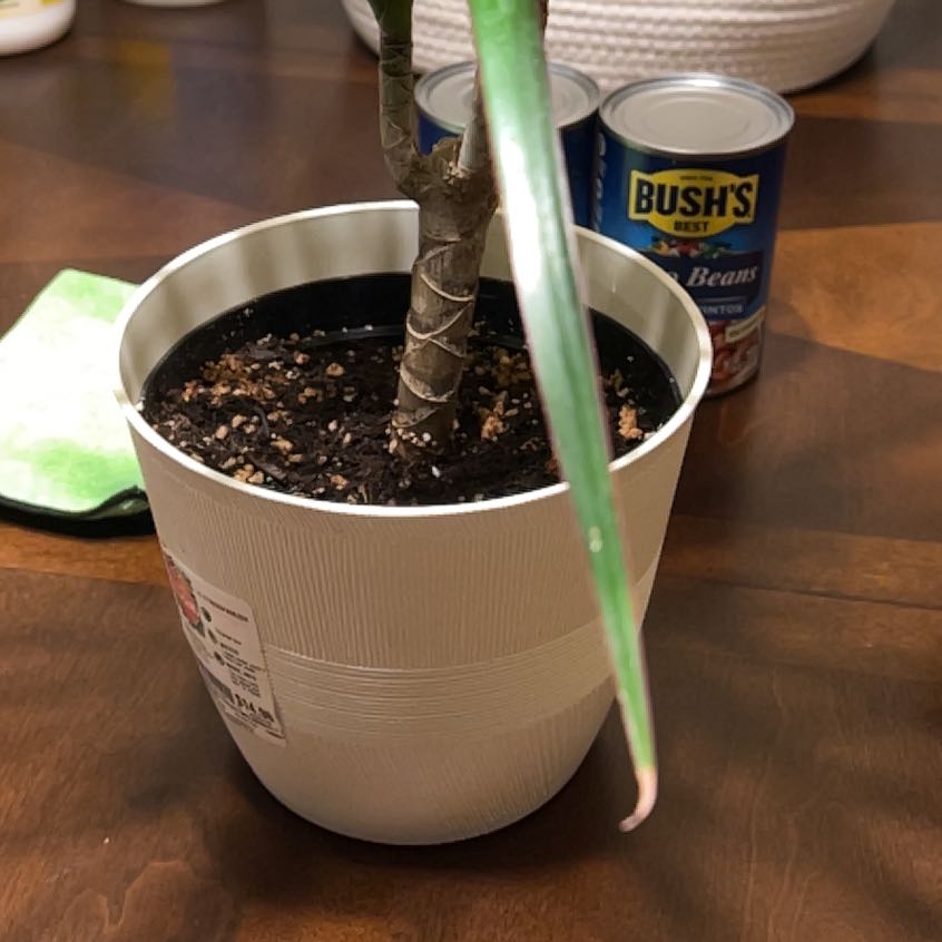 Photo of the plant species Dragon Tree by @JazzySunburst17 named Kendall on Greg, the plant care app