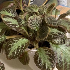 Photo of the plant species Flame Violet by @JazzySunburst17 named Willow on Greg, the plant care app