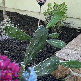Photo of the plant species Cochineal Cactus by @KeenZebrina24 named Achilles on Greg, the plant care app