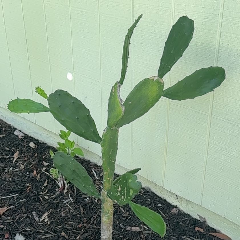 Photo of the plant species Cochineal Cactus by @KeenZebrina24 named Orwell on Greg, the plant care app
