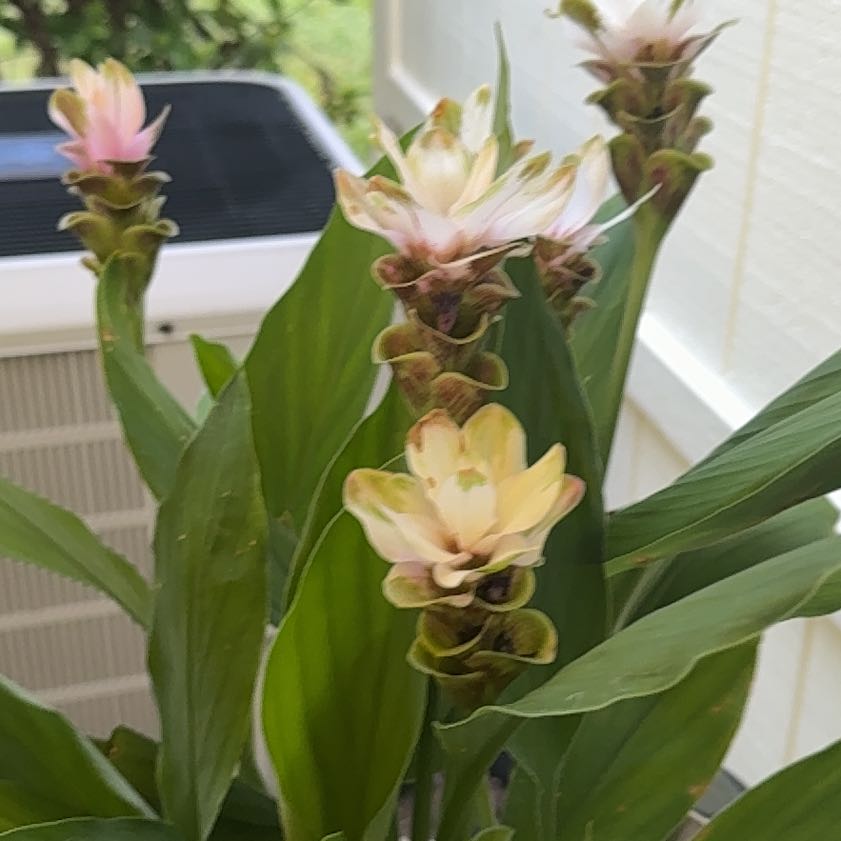 Photo of the plant species Butterfly Ginger by @KeenZebrina24 named Keanu Leaves on Greg, the plant care app
