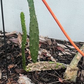Photo of the plant species Cochineal Cactus by @KeenZebrina24 named Demi on Greg, the plant care app