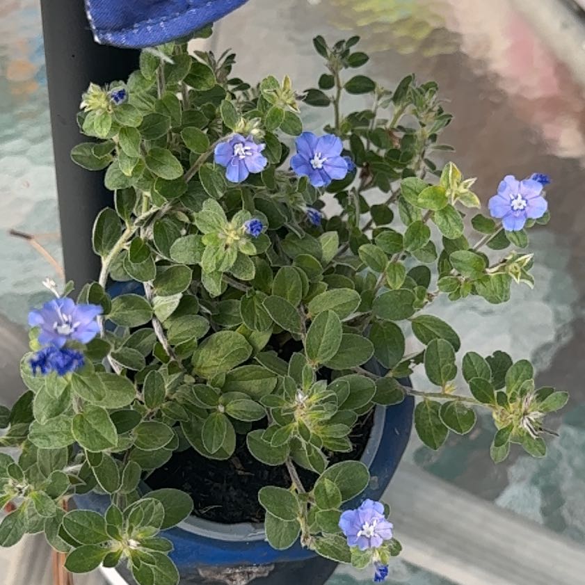 Photo of the plant species Dwarf Morning-Glory by @KeenZebrina24 named Anne on Greg, the plant care app