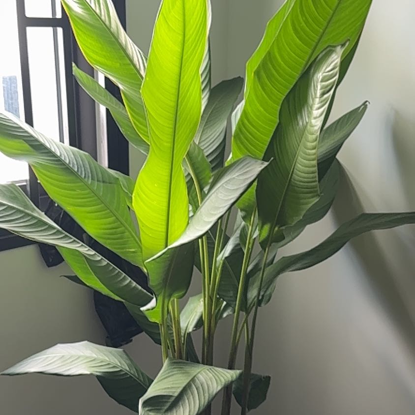 Photo of the plant species Parrot's Plantain by @HotFrogbit64 named Lavender on Greg, the plant care app