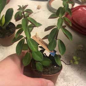 Photo of the plant species Peperomia rubella by @DollCassava99 named Rubella on Greg, the plant care app