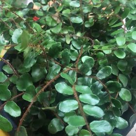 Photo of the plant species Button fern by @DollCassava99 named Button fern on Greg, the plant care app