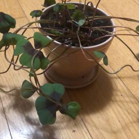 Photo of the plant species Iron Cross by @DollCassava99 named Shamrock on Greg, the plant care app