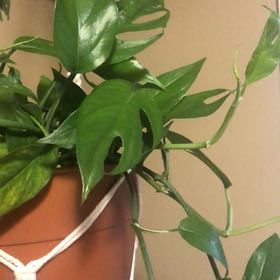Photo of the plant species Baltic Blue Pothos by @DollCassava99 named Baltic blue on Greg, the plant care app