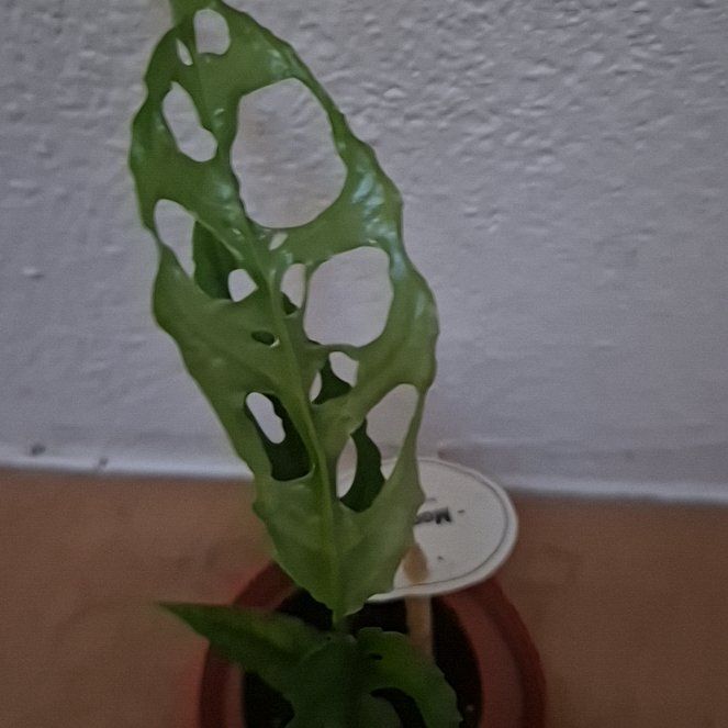 Photo of the plant species obliqua peru by @PreciseBagpod61 named Meine monster on Greg, the plant care app