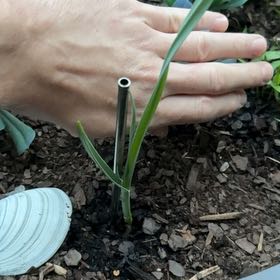 Photo of the plant species Allium Sativum by @Thehouseofbasil named Madonna on Greg, the plant care app