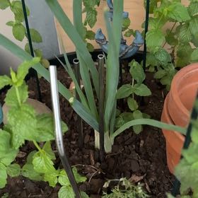 Photo of the plant species Chinese Chives by @Thehouseofbasil named Clooney on Greg, the plant care app