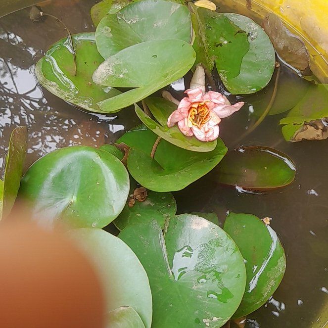 Photo of the plant species Nymphaea tenerinervia by @PetBluesage67 named Girlfrond on Greg, the plant care app