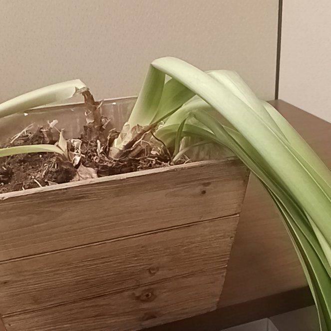 Photo of the plant species Amaryllis by @WarmLippia86 named Jane on Greg, the plant care app