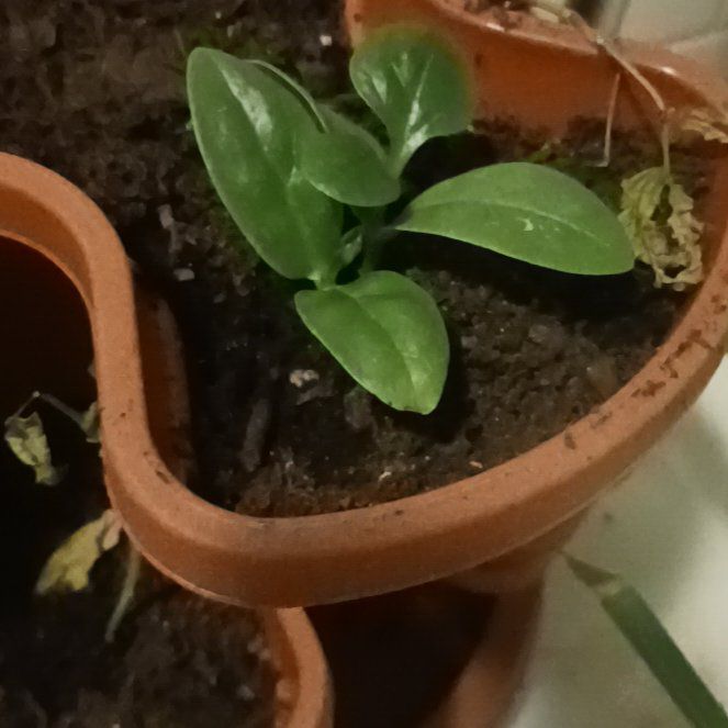 Photo of the plant species Malabar Spinach by @WarmLippia86 named Duke on Greg, the plant care app