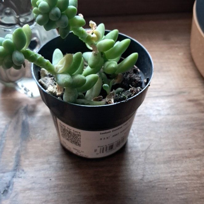 Photo of the plant species Donkey Tail by @NewPeacelily85 named Sir Plancelot on Greg, the plant care app