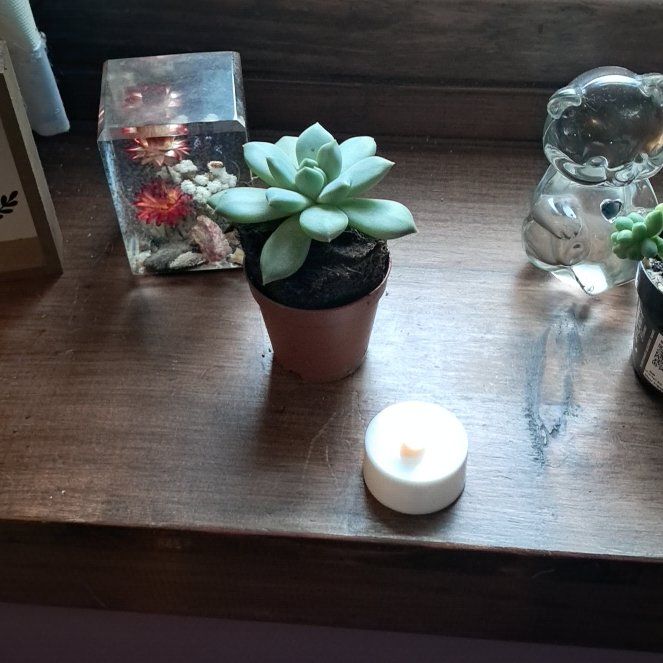 Photo of the plant species Pachyveria by @NewPeacelily85 named Dolores on Greg, the plant care app